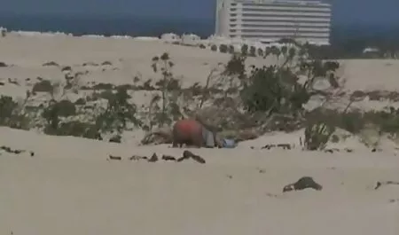 Ébano amigo maduras borrachas caseros poniendo un gran falo en una chica blanca en la webcam